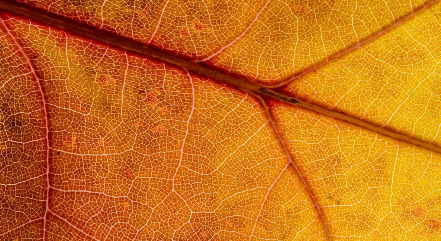 extreme close up of orange maple leaf