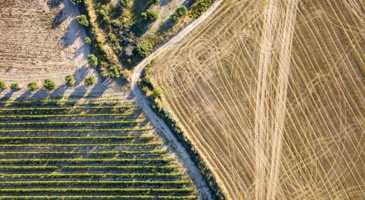 aerial view of olive and wheat fields