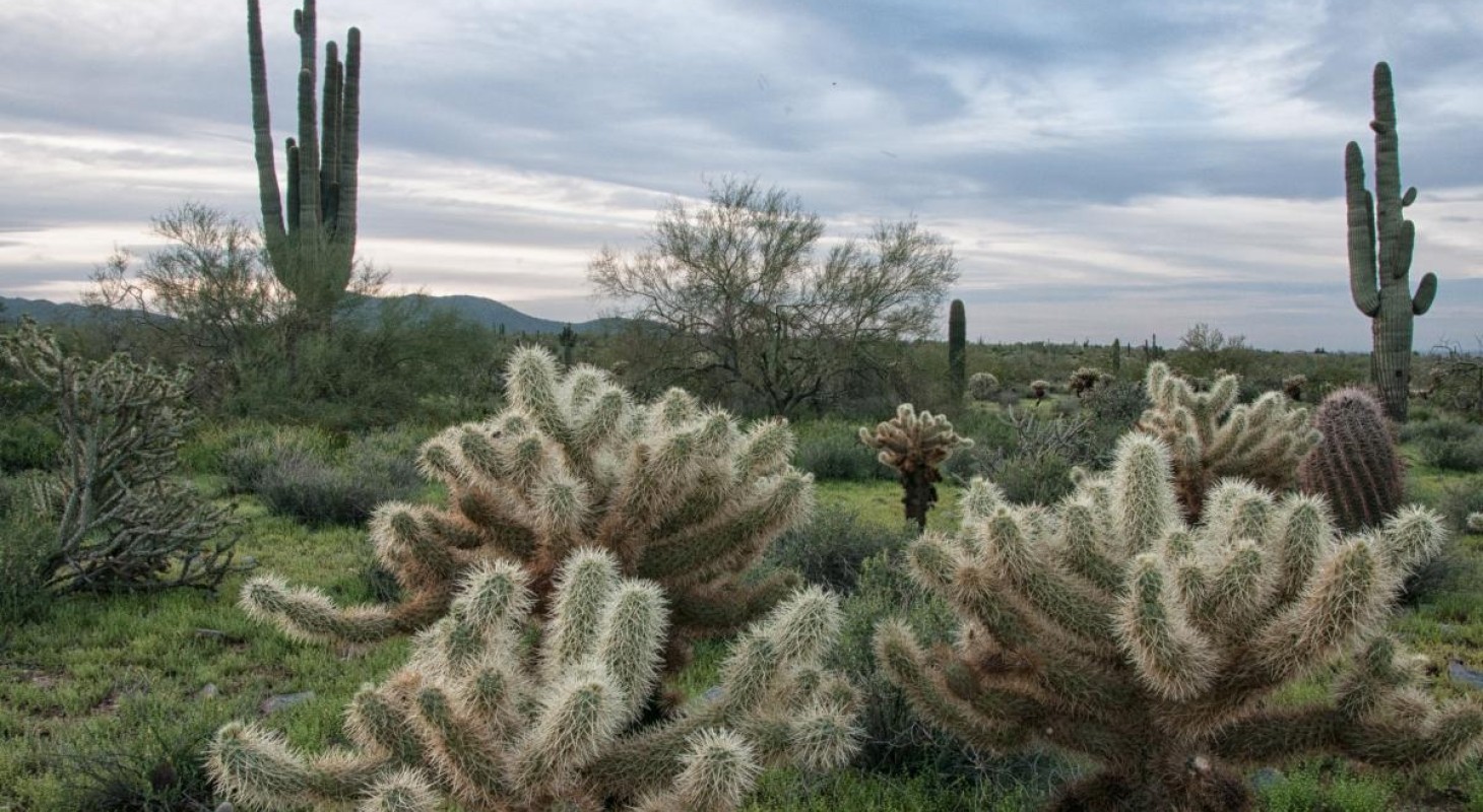 green saguaro cacti against pale blue sky
