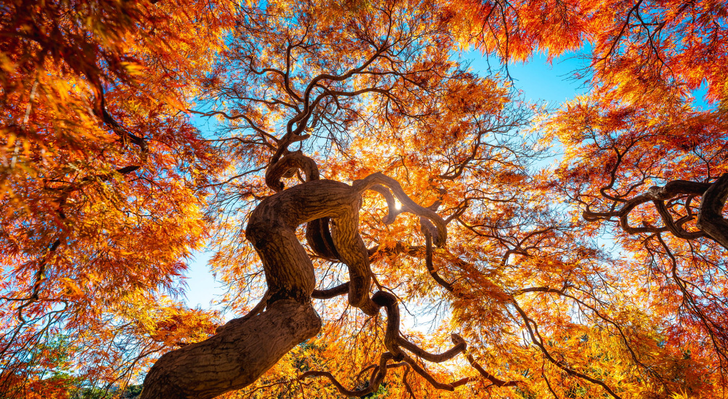 Japanese maple tree in autumn