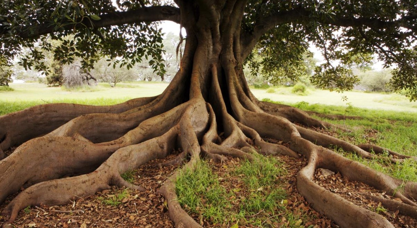 roots and trunk of very old fig tree