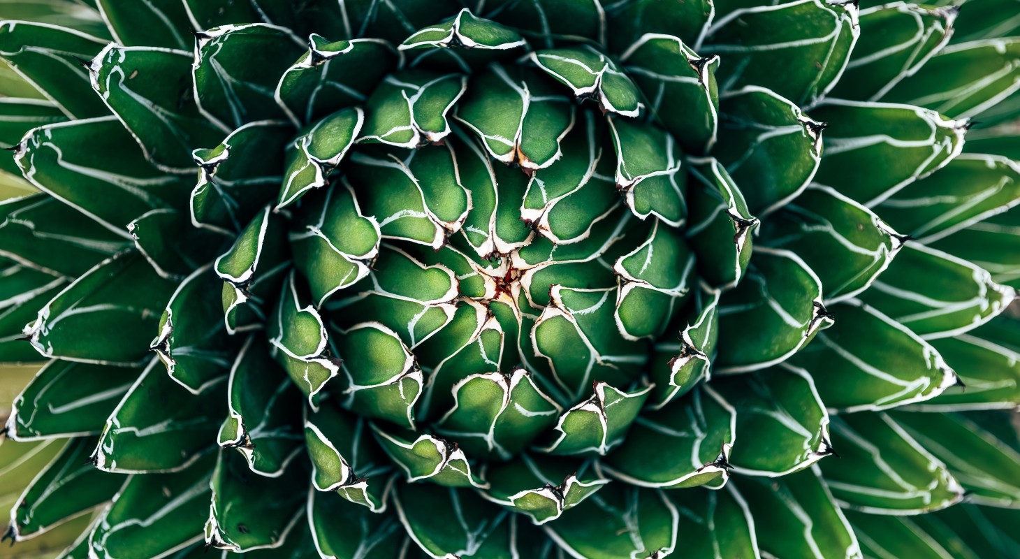 open agave succulent plant leaves