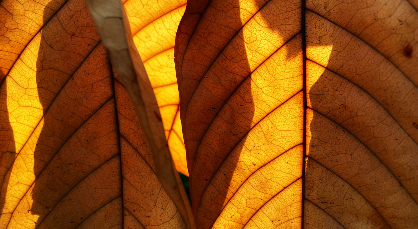 autumn leaf