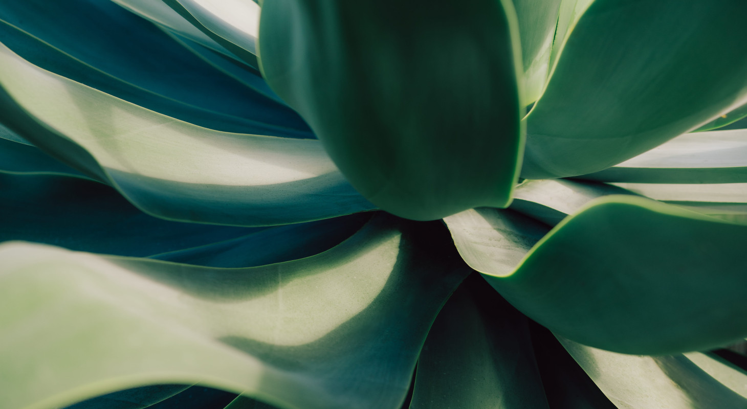 close up of succulent plant leaves