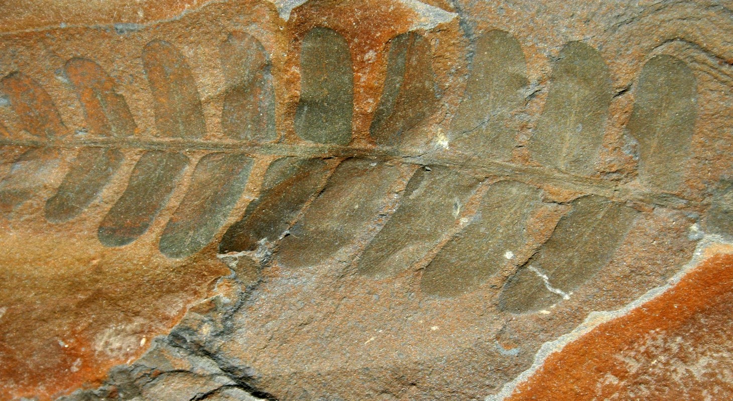 Fossilized fern in stone