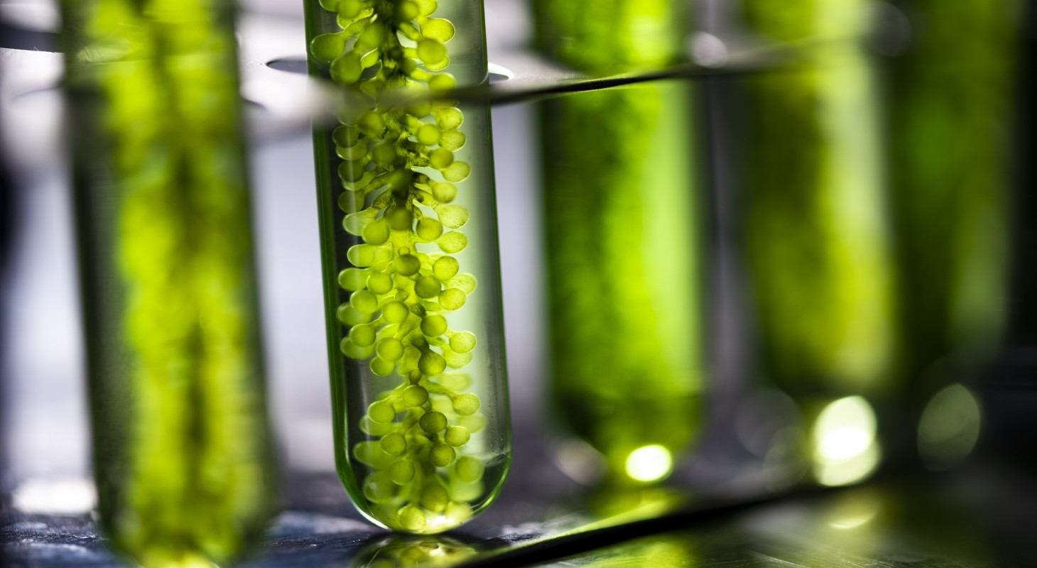 photobioreactor in lab algae fuel biofuel 