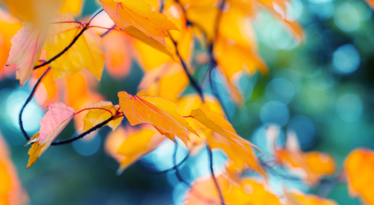 abstract autumn background