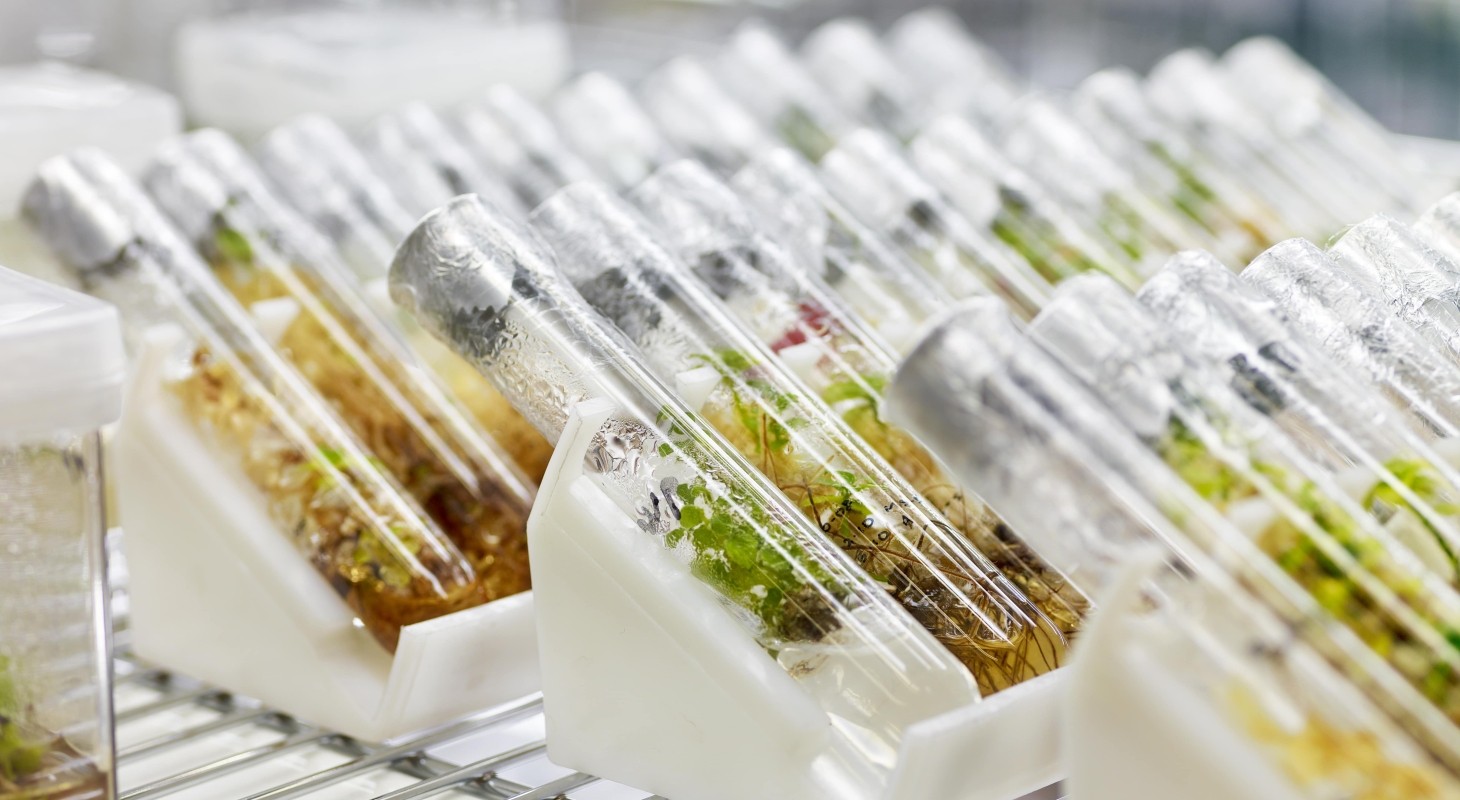 2011 singapore world orchid conference