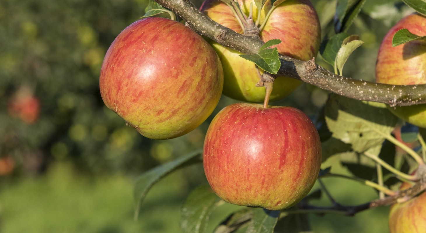 close up of five apples on a tree