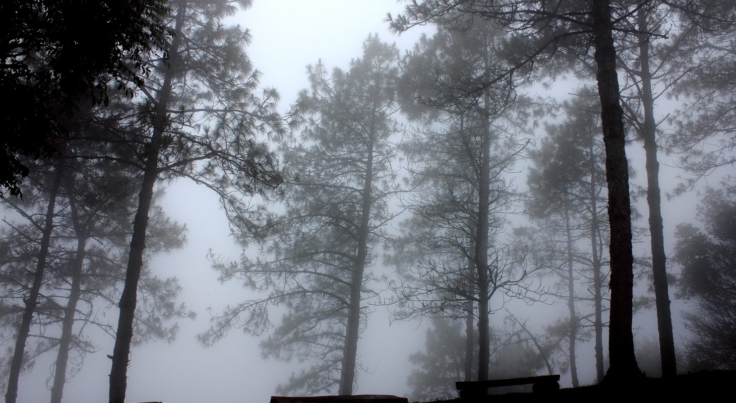 foggy forest in the mist with benches