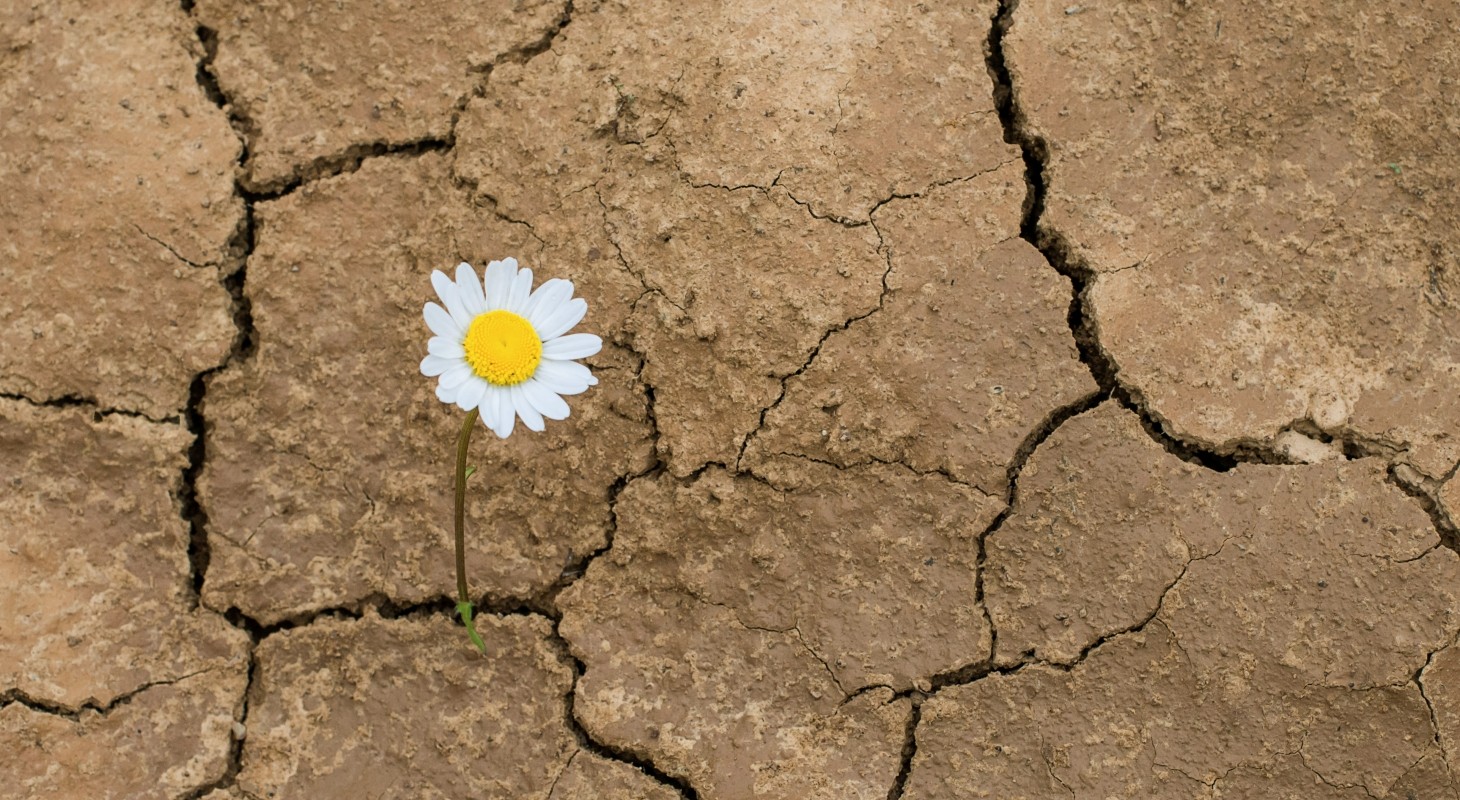 daisy-growing-through-cracked-dirt