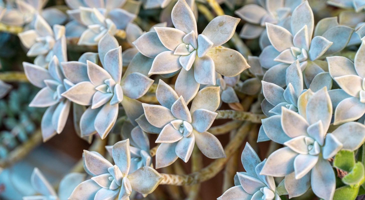 star shaped rosettes of a succulent plant