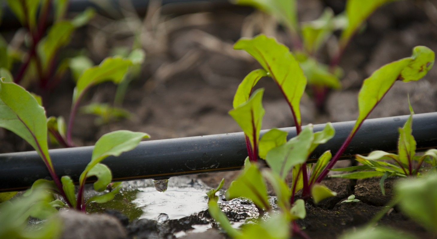 drip irrigation system in garden with small green seedlings