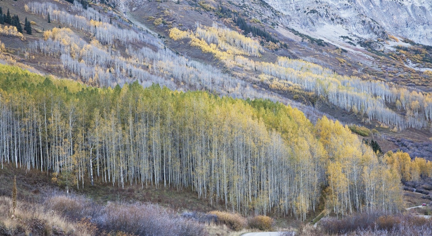 aspen trees in fall on mountainside