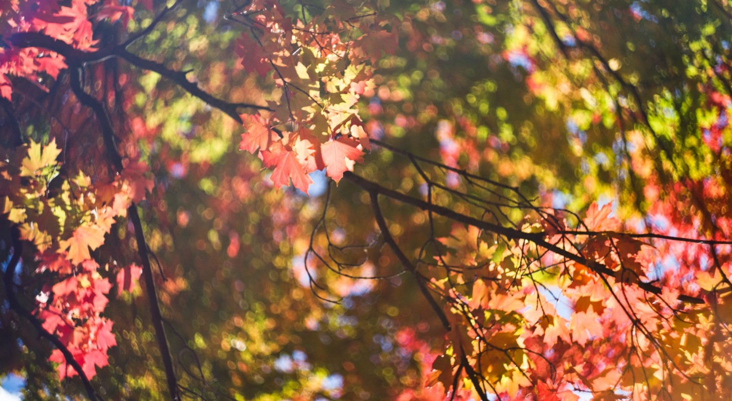 low angle blurred view of tree in fall