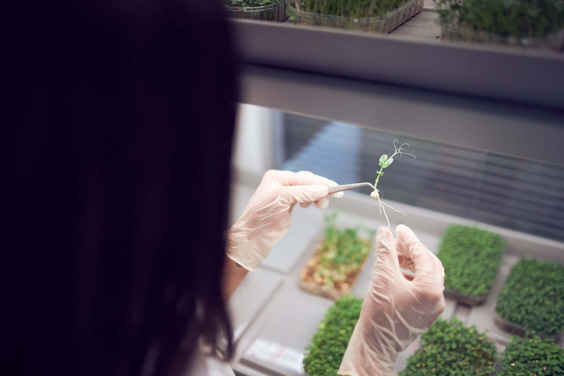 women checking plant in lab
