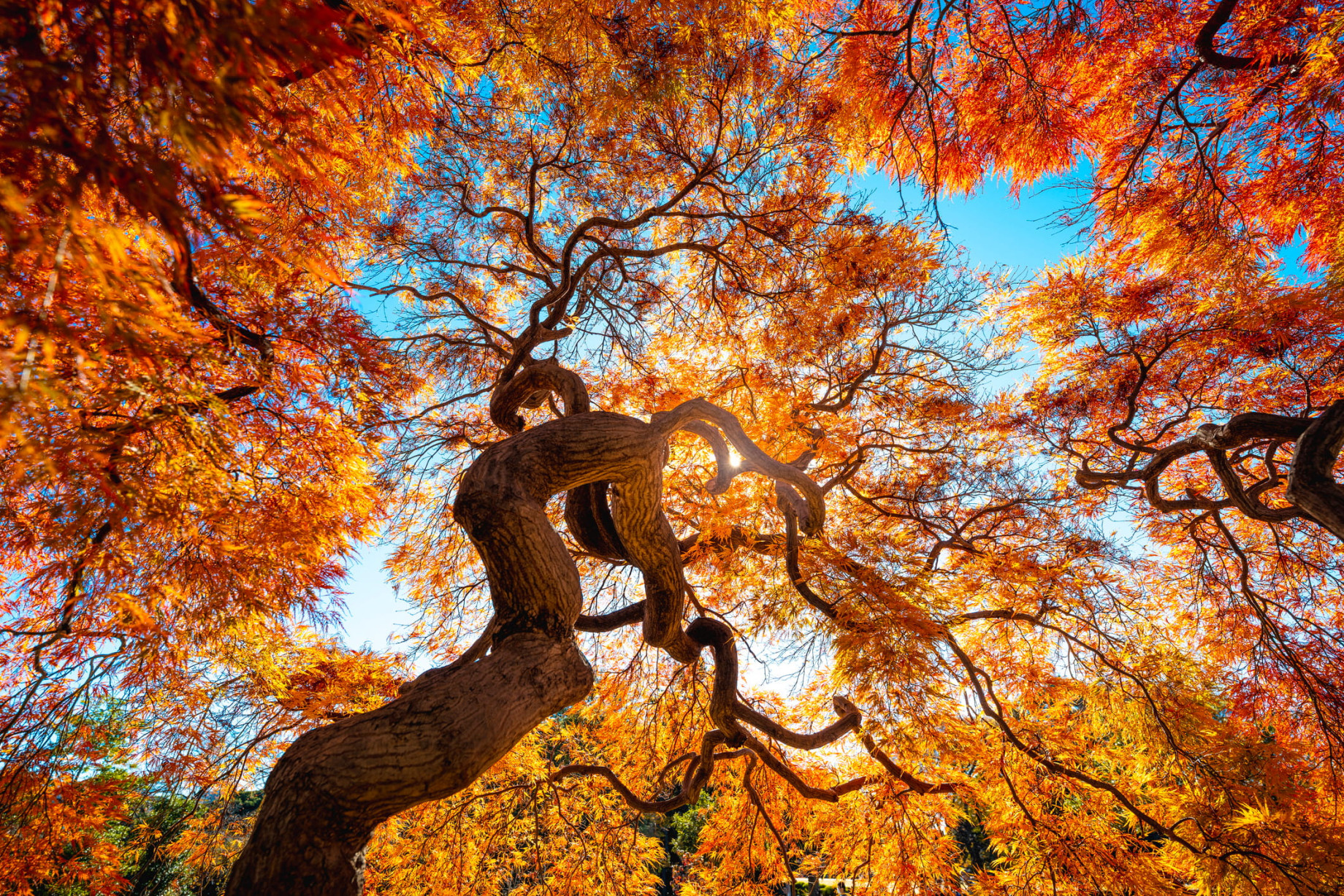 Japanese maple tree in autumn