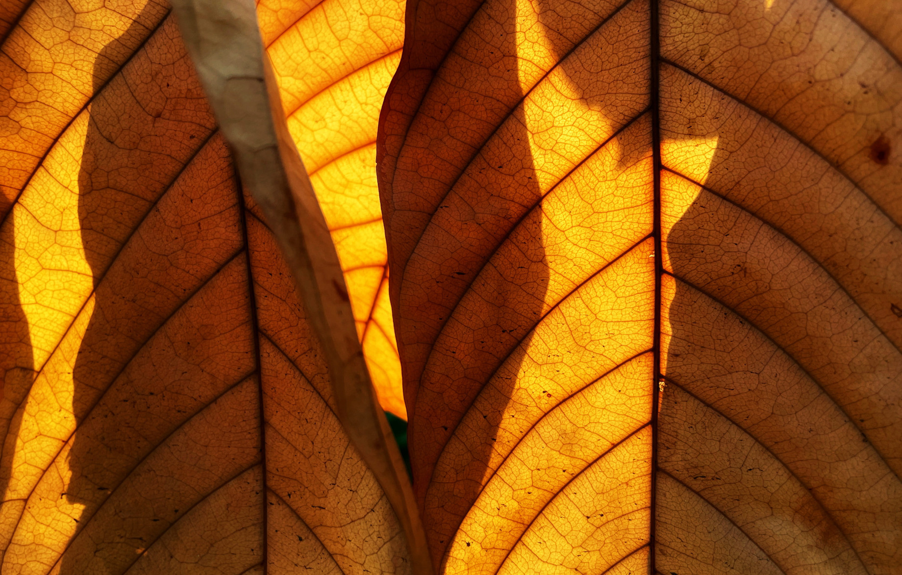 autumn leaf