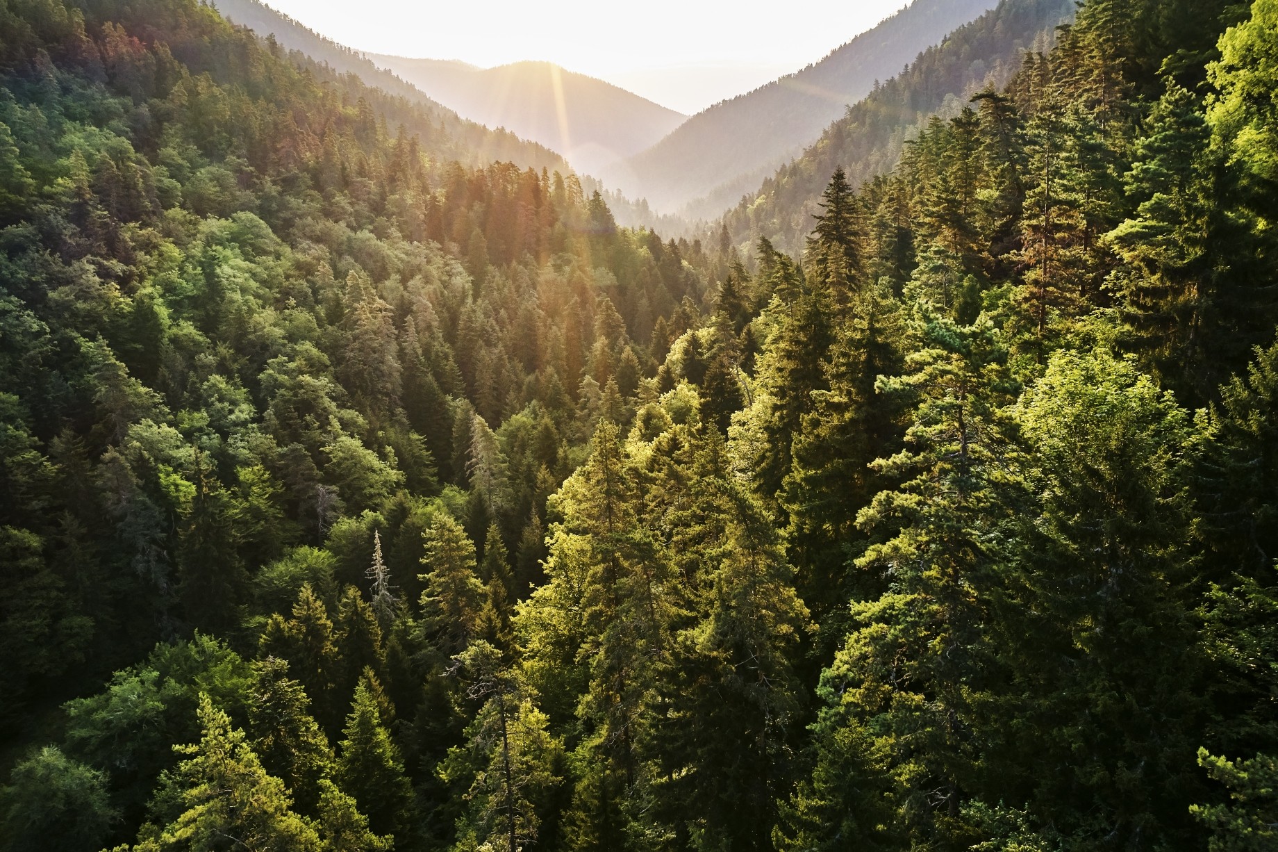 Evergreen trees Borjomi National Park Georgia