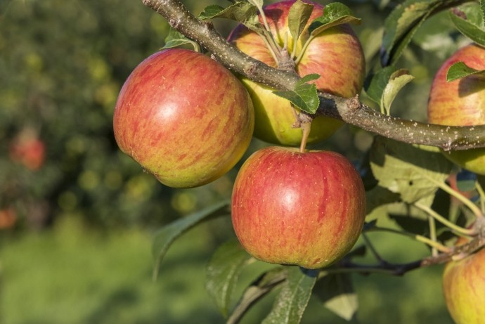 close up of five apples on a tree