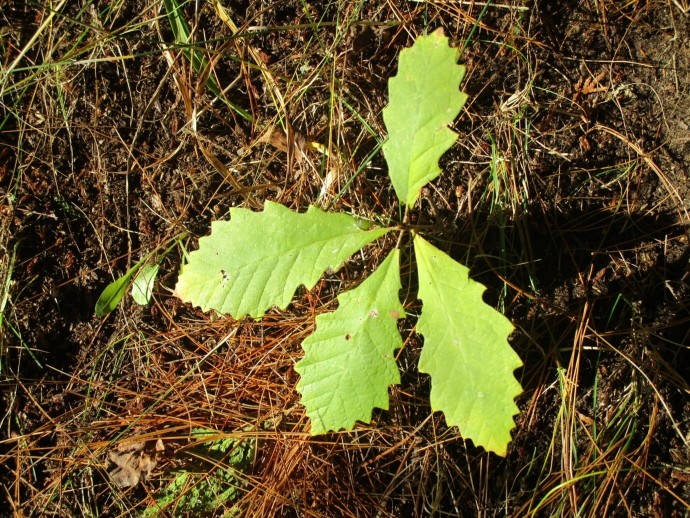 oak sprout with four green leaves on bed of brown pine needles