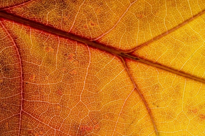 extreme close up of orange maple leaf