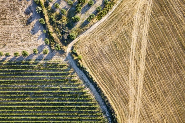 aerial view of olive and wheat fields