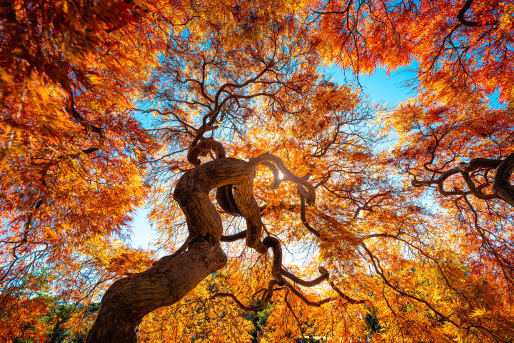 Japanese maple tree in autumn