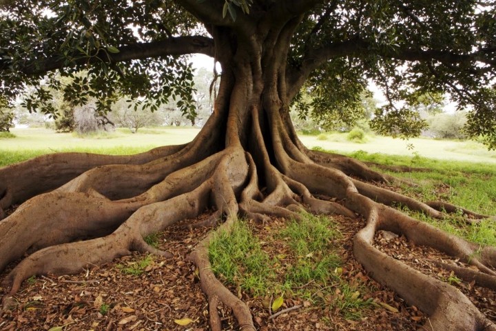 roots and trunk of very old fig tree