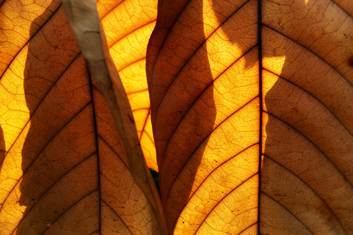 autumn leaf