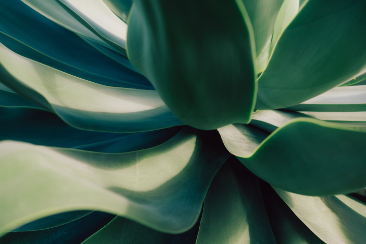 close up of succulent plant leaves