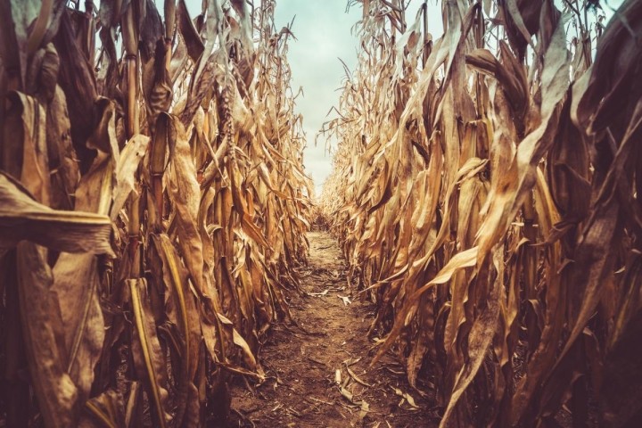 path inside corn maze