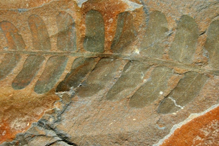 Fossilized fern in stone