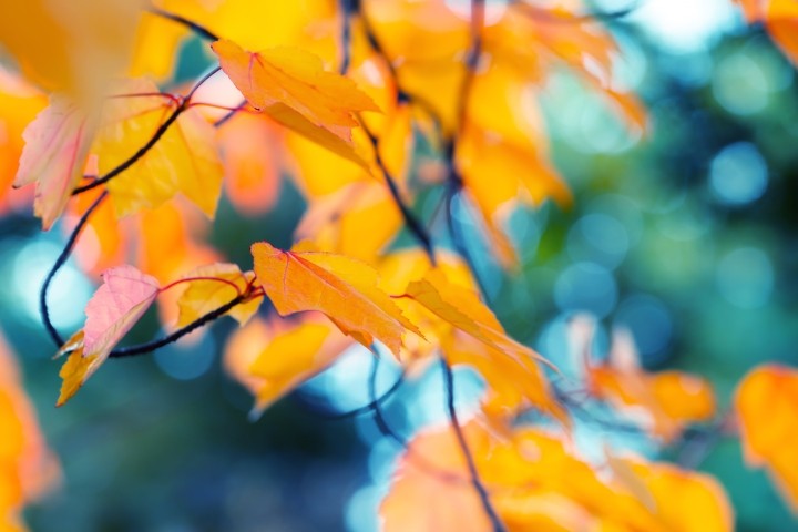 abstract autumn background