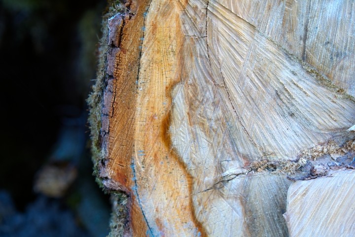 closeup of tree cut exposing rings