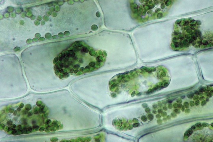 ELODEA. PLASMOLYSIS CELLS, EXPOSED TO 5%
