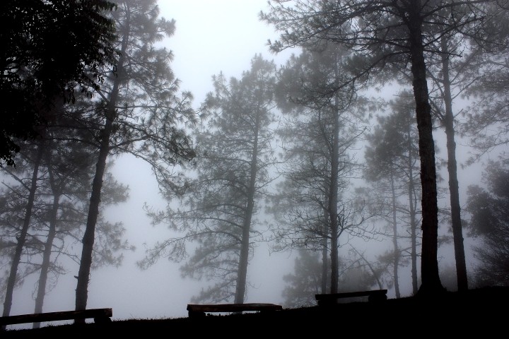 foggy forest in the mist with benches
