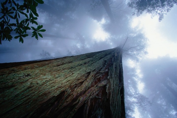 redwood tree low angle view