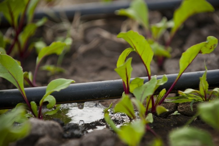 drip irrigation system in garden with small green seedlings