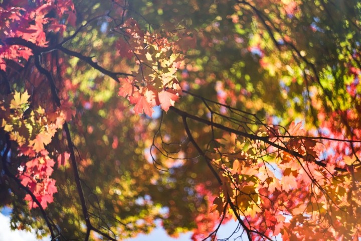 low angle blurred view of tree in fall