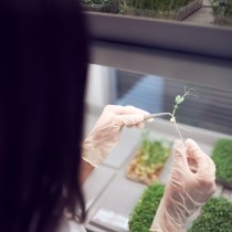 women checking plant in lab
