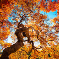 Japanese maple tree in autumn