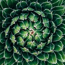 open agave succulent plant leaves