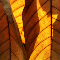 autumn leaf