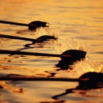 rowing teams oars in the water at dawn