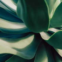 close up of succulent plant leaves