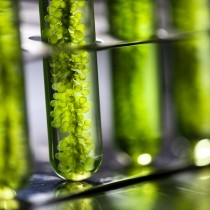 photobioreactor in lab algae fuel biofuel 