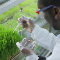 scientist makes analysis of plants