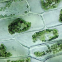 ELODEA. PLASMOLYSIS CELLS, EXPOSED TO 5%