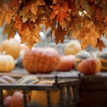 celebrating harvest